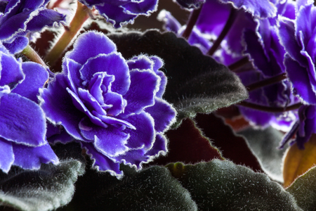 Small delicate purple with white fringe flowers of an African Violet houseplant.の写真素材