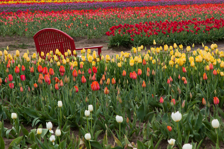 A red bench sits among spring tulips planted on a farm in Oregon.の写真素材
