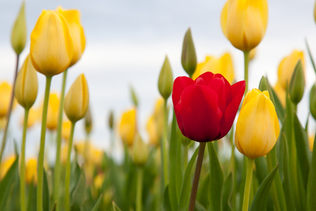 A dark red tulip grows in contrast to surrounding yellow tulips on a farm in Oregon.