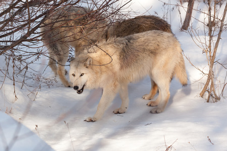 Three wolves playing together stop to eat some snow to quench their thirst in the winter  forest.