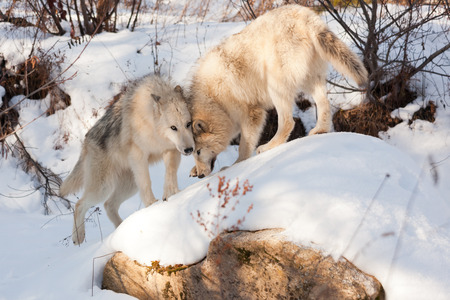 Two wolves of timber and arctic mixture show affection to each other as they play on a snow covered rock.の写真素材