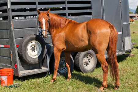 A beautiful brown horse with a white strip down its face tied with a rope to a horse trailer in a grassy area.の写真素材