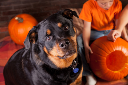 A black and mahogany female Rottweiler watching kids carve halloween pumpkins.の写真素材