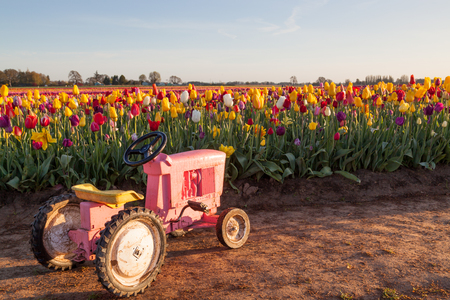 A small pink toy tractor sitting in the dirt of an Oregon tulip farm at sunrise.の写真素材