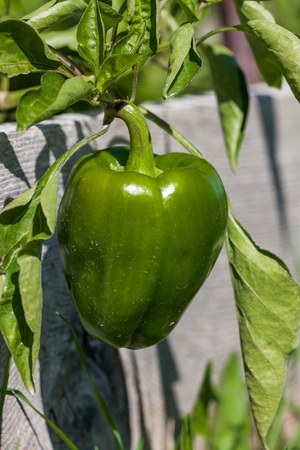 A green bell pepper hanging over the wood side of a raised garden bed.の写真素材