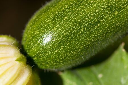 A close up of a young zucchini plant with the bloom still attached at the end in the sunshine.の写真素材