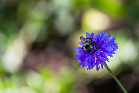 A large black and yellow fuzzy bubble bee on a purplish blue bachelor button flower with a blurred background.の写真素材