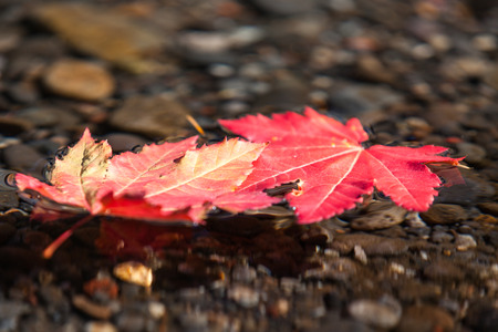 Two red maple leaves in fall floating together in a shallow stream of clear water with small pebbles...