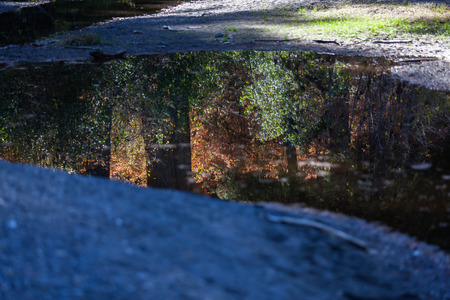A calm stream of water reflecting the afternoon light in the trees and bushes of the forest around it.の写真素材