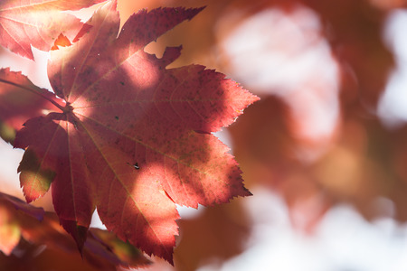 A maple leaf in fall with sunshine in spots for a soft effect.