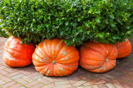 Four large pumpkin squash are cleverly placed under a hedge on a brick sidewalk to decorate for Thanksgiving.の写真素材