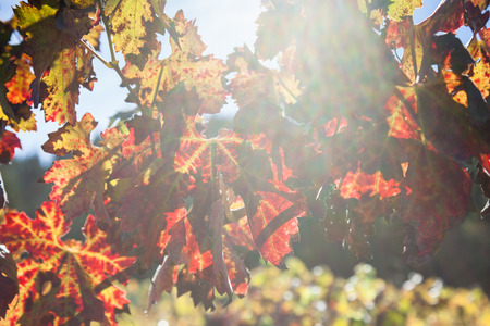 A bright beam of sunshine coming through a branch of fall grape leaves in a vineyard in Napa Valley,...