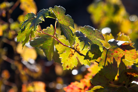A branch of grape leaves that are just starting to show fall colors with a dew drop hanging off of one leaf.の写真素材
