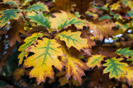 A group of oak leaves in beautiful fall colors of red, orange, yellow, and green with a soft blur...