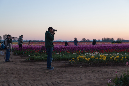 WOODBURN, OREGON - April 13, 2014:  Photographers at sunrise taking photos of a blooming tulip field in Woodburn, OR on April 13, 2014.のeditorial素材