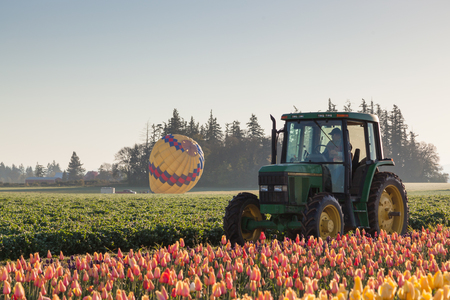 WOODBURN, OREGON - April 13, 2014:  A worker in a tractor watching a hot air balloon launch over tulip fields in Woodburn, OR on April 13, 2014.のeditorial素材