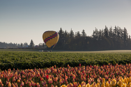 A hot air balloon starting to take flight over a green field with tulips in the foreground and tall trees in the background.の写真素材