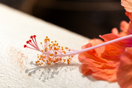 A long hibiscus stigma with clusters of pollen resting on a white wall in Costa Rica.の写真素材