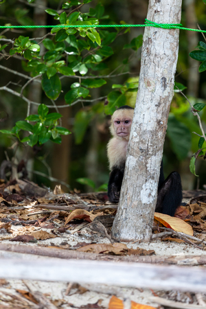 A white faced monkey peeking out from behind a small tree at tourists in Manuel Antonio natural park in Costa Rica.の写真素材