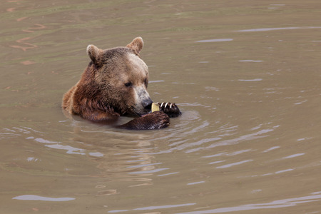 A brown bear sitting in a shallow pond playing with a piece of old firehose with its claw trying to open the end.の写真素材