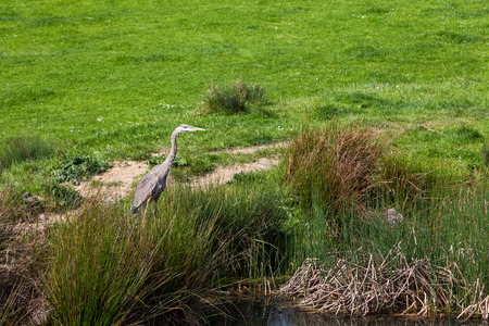 A Great Blue Heron bird fishing next to a pond on a spring day with a vibrant green grass background.の写真素材