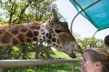 WINSTON, OREGON - April 16, 2014:  A woman shows concern as a large adult giraffe reaches in a tour vehicle to get a snack in Winston, OR on April 16, 2014.のeditorial素材