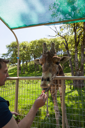 WINSTON, OREGON - April 16, 2014:  A man has a close encounter with a large adult giraffe reaching into a tour vehicle to get a snack in Winston, OR on April 16, 2014.のeditorial素材