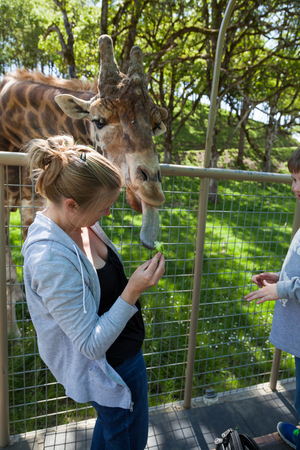 WINSTON, OREGON - April 16, 2014:  A woman and a child have a close encounter with a large adult giraffe reaching into a tour vehicle to get a snack in Winston, OR on April 16, 2014.のeditorial素材