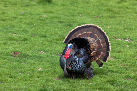 A large male turkey with its feathers spread out walks around on the spring grass.の写真素材