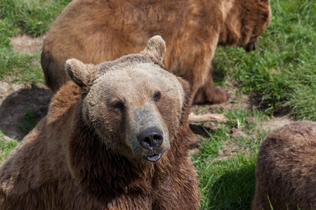 A brown bear sits in the spring sunshine waiting for a treat as other bears walk around.