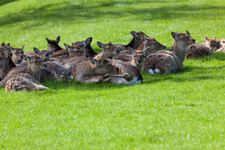 A group of resting Japanese spotted deer laying in the shade on a spring day.の写真素材
