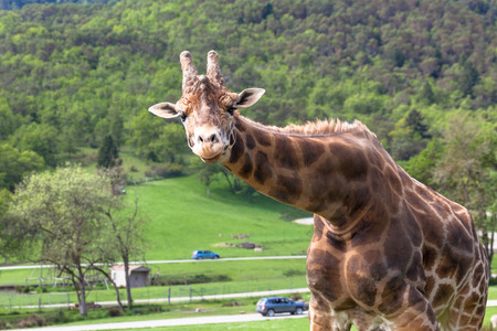 A giraffe bends down to look at visitors in a safari park with cars driving past in the distance.の写真素材