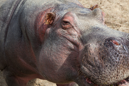 A curious hippo comes in for a close encounter with visitors on a sunny day.