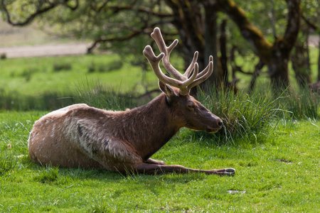 An American bull elk laying in the green grass in the sunshine.の写真素材