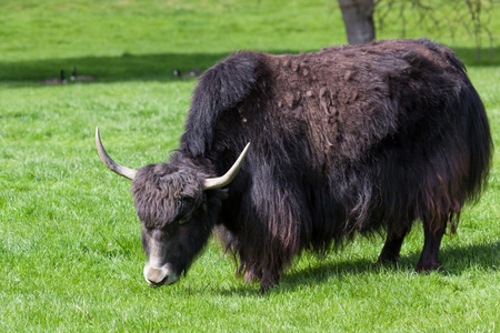A Tibetan yak grazing on bright green grass in the spring sunshine.の写真素材