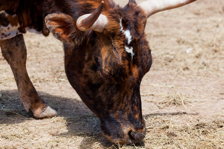 A cow with small horns and beautiful marbled fur grazing in the sunshine.の写真素材