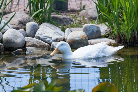A white domestic duck swims in a shallow pond in the springtime.の写真素材