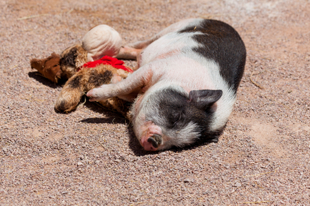 A cute little black and white pig sleeping in the sunshine with its stuffed toy.の写真素材