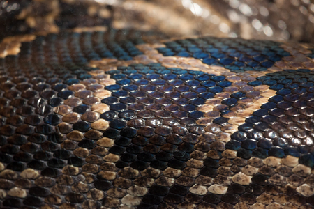 A detailed section of the skin of a reticulated python or boa constrictor showing scales and color...