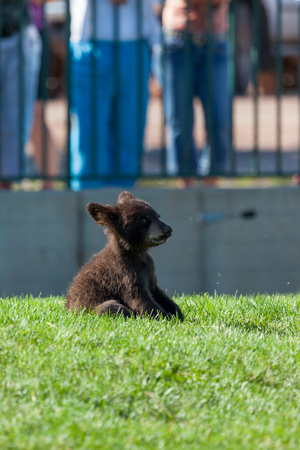 A baby bear sitting in the green grass with a cute expression while people watch in the background.の写真素材