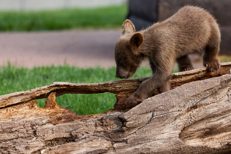 A cute little baby brown bear walking along an old rotting log in the springtime.