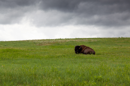 A large male buffalo or bison is resting on a hillside of green grass and wildflowers with a storm of dark clouds in the distance behind him.の写真素材
