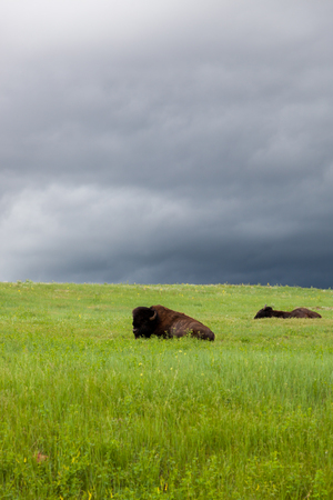 Two large male buffalo or bison are resting on a hillside of green grass and wildflowers with a storm of dark clouds in the distance behind them.の写真素材