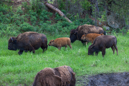 Two mother bison walking with their babies and a yearling in the green spring grass.