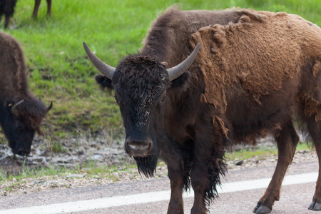 A young bison with a dirty face and shedding fur is standing on the side of a road while other bison graze in the background.の写真素材