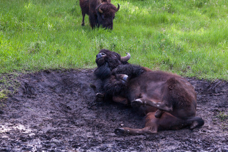A large male bison rolling on his back in the mud in Wind Cave National Park, South Dakota.の写真素材