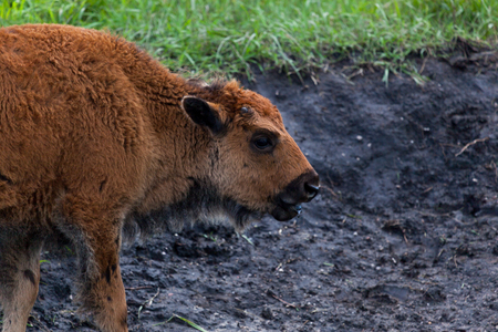 A cute little baby bison standing on a hillside of mud in the spring at Wind Cave National Park.の写真素材
