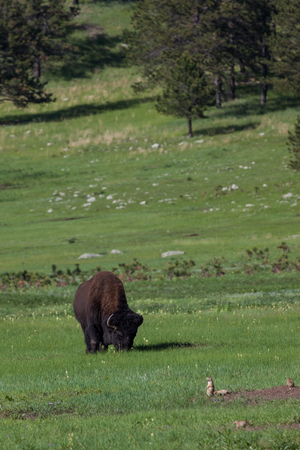 A large male bison is grazing in the green spring grass of a prairie with small prairie dogs looking...