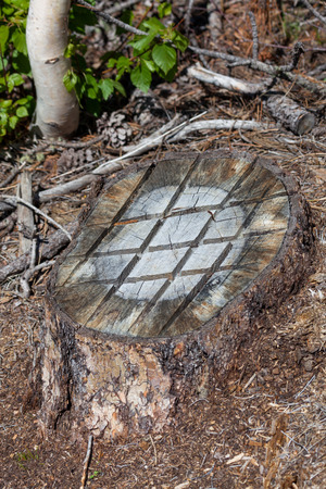An old tree stump cut low to the ground with lines scored across the surface with a chainsaw.の写真素材