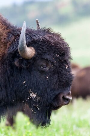 A close interaction with a large bison with dried mud on it's face with another bison in the background.の写真素材